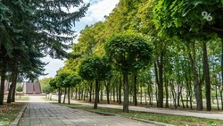 Около пяти тысяч новых деревьев высадят в Ставрополе до конца года