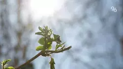 До +17 прогреется воздух на Ставрополье к 22 марта