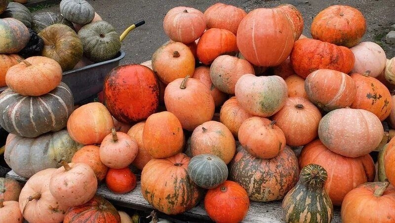 В Предгорном округе собрали 10 тонн тыквы