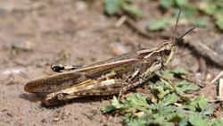 Марокканскую саранчу обнаружили в двух округах Ставрополья