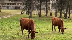 Беспризорных коров заметили в Долине роз в Кисловодске
