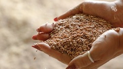 Доля использования семян иностранной селекции снижается на Ставрополье 