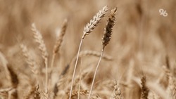 Более 20 хозяйств Новоалександровского округа претендуют на субсидии для закупки элитных семян