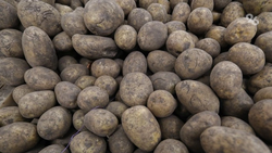 В Предгорном округе начали сбор картофеля 