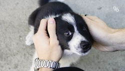 Глава Будённовского округа предложил отдать бывшие военные базы под приюты для животных