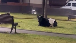 Мэра Кисловодска возмутили коровы, пасущиеся возле мемориала «Журавли»