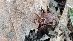 В Железноводске приступили к обработке территории от клещей