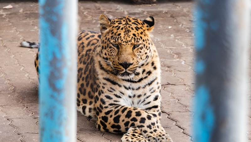Трёх редких леопардов выпустили в дикую природу в Северной Осетии