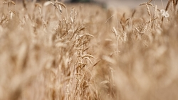 Более 70 участников собрал Хлебный конгресс юга России в Ставрополе