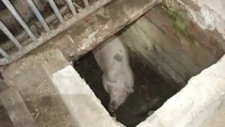 Упавшую в яму 100-килограммовую свинью вытащили спасатели на Ставрополье