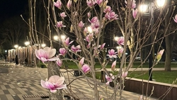Магнолия зацвела в благоустроенном сквере Невинномысска