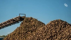 Губернатор: ставропольские аграрии убрали 4,7 тыс. га сахарной свёклы