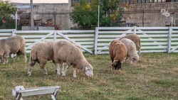 Овцеводческие предприятия Ставрополья планируют вырастить 800 тысяч ягнят