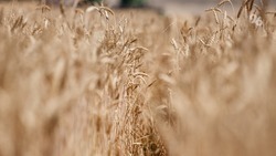 На компенсацию затрат по производству зерновых ставропольские аграрии получат 460 млн рублей
