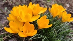 В конце рабочей недели на Ставрополье потеплеет до +20 градусов