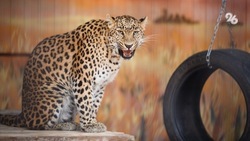 Гибель самца Лео от рук браконьеров не подтвердили в Центре восстановления леопарда на Кавказе
