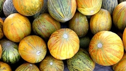 Ставропольцам рассказали, как выбрать зрелую дыню