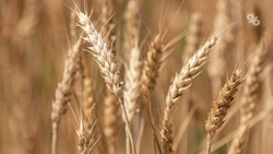 На Ставрополье 100% зерновых культур — отечественной селекции