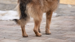 Ставропольчанка взяла пса и скрыла его убийство от хозяина