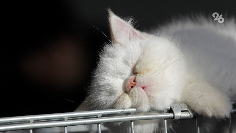 О причинах сонливости и качественном сне рассказал российский сомнолог