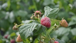 Кисло-сладкий вкус Ставрополья: сельхозпроизводитель из Кочубеевского округа выращивает ягоды из разных климатических зон