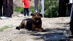 Пса, прожившего месяц на островке реки, спасли в Дагестане
