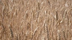 Эксперт: Ставрополье — один из значимых поставщиков сельхозпродукции на экспорт