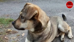 Собаку, ставшую героиней нашумевшего видеоролика, разыскивают во Владикавказе 