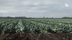 Гибридные семена сахарной свёклы начали выращивать в Ставропольском крае