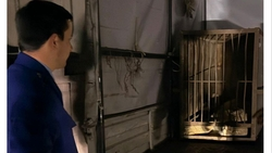 Львёнка Симбу изъяли у жителя Махачкалы и отправили в зоопарк