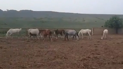 Власти Ставрополья обратятся в надзорный орган из-за падежа на конном заводе