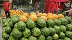 На 26% выросла урожайность бахчевых на Ставрополье
