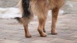 Полиция Северной Осетии возбудила уголовное дело из-за издевательств над собакой