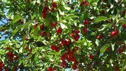 Рекордный урожай черешни собрали на Ставрополье 
