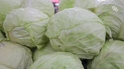 Аграрии Ставрополья собрали 156 тонн капусты
