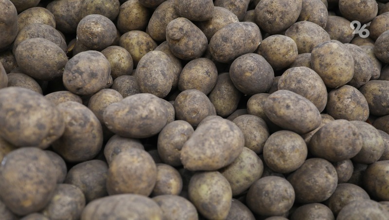 В пяти округах Ставрополья начали сажать картофель 