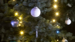 Глава союза защиты прав потребителей рассказал о правилах утилизации елей