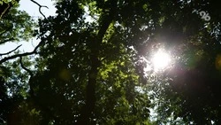 Ещё 54 га молодых лесов высадят на Ставрополье — губернатор