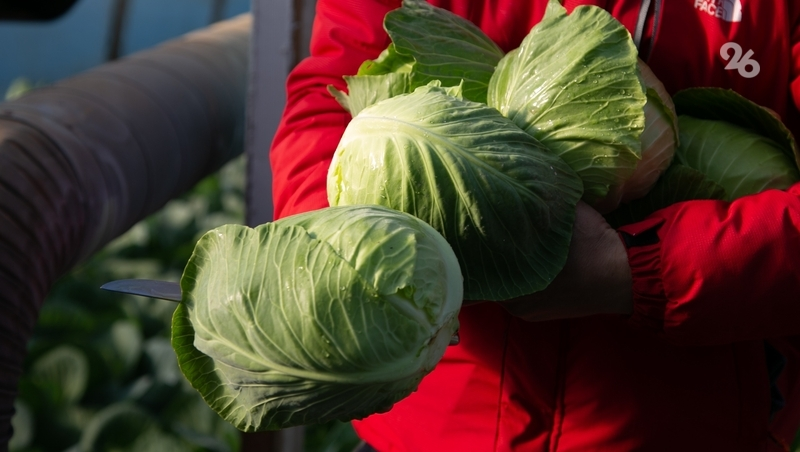 Новую меру поддержки для ветеранов СВО запустят на Ставрополье в этом году