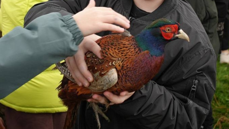 В степях Ставрополья выпустили на волю 200 северокавказских фазанов