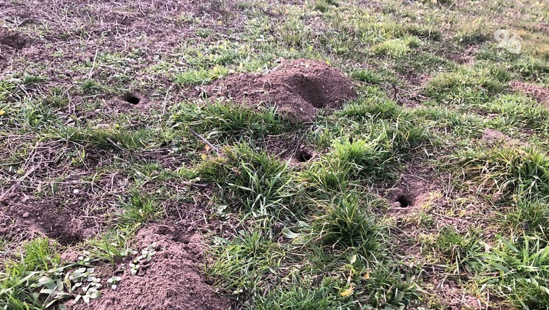 ЭПВ мышевидных грызунов на озимых. Собачки брошены в поле в Ставрополье. Массовое размножение мышевидных грызунов.