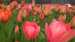 Новые фигуры из цветов планируют высадить флористы Кисловодска на ковровых клумбах