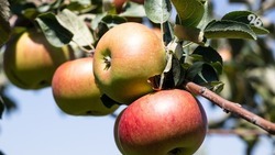 Более 74 тыс. тонн яблок собрали на Ставрополье в этом году