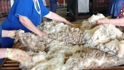 Порядка 70 тонн шерсти получили в Апанасенковском округе с начала стригальной кампании