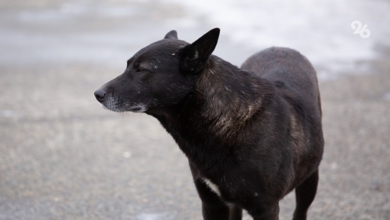 Ребёнку из Будённовска присудили компенсацию в 300 тыс. руб. за нападение собаки
