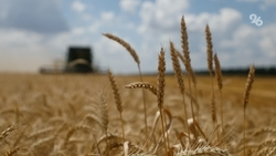 Почти 140 тыс. тонн минеральных удобрений накопили аграрии Ставрополья 