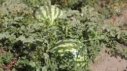 Астраханский учёный вывел специализированные линии арбузов и дынь