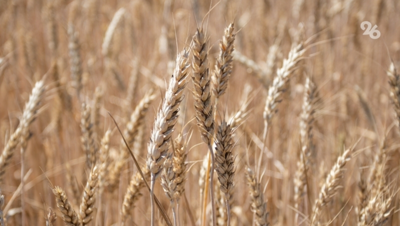 Доля семян пшеницы отечественной селекции на Ставрополье составляет 100