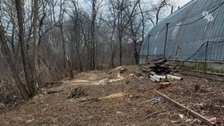 В Ставрополе неизвестные срубили 20 деревьев