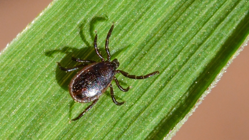 Инфекционист: «Клещевой энцефалит не характерен для Ставрополья»